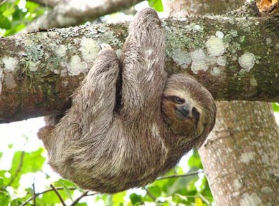 Smiling Sloth hanging from a tree